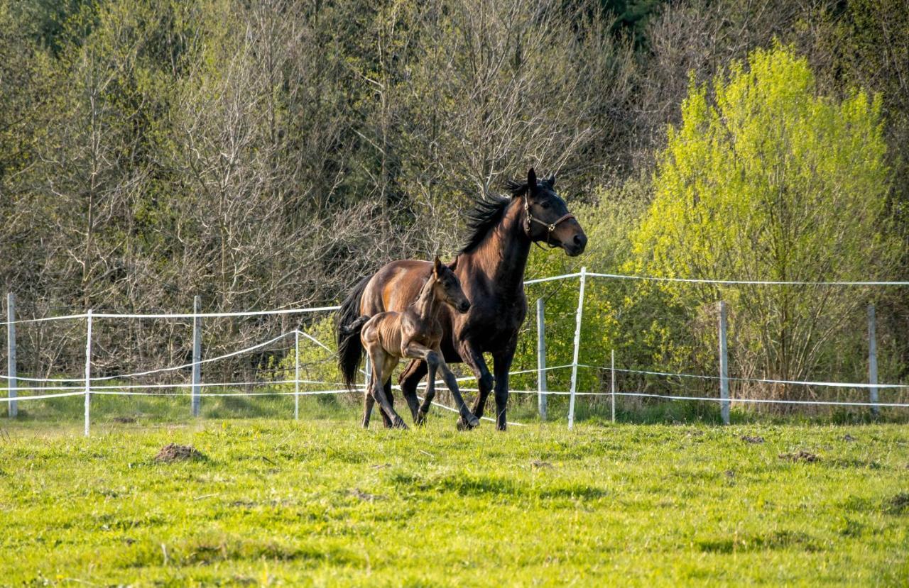 Modern Rancho - Apartamenty Nad Rzeka, Przy Stadninie Koni Kruszyna  Luaran gambar